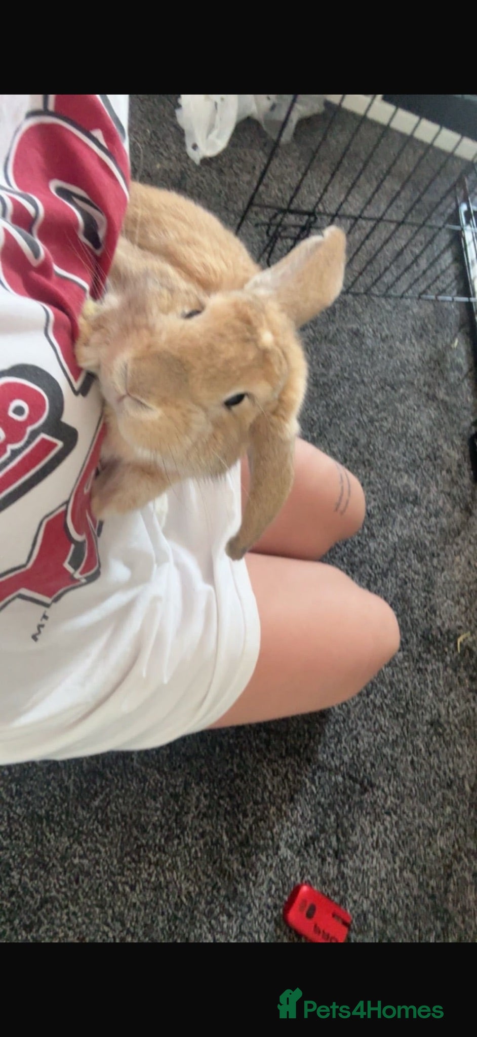 Mixed Breed rabbits Giant lop babies  - Advert 1