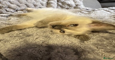 Ragdoll cats - Advert 4