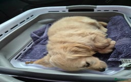 Golden Retriever dogs for sale: Golden retriever - Image 3