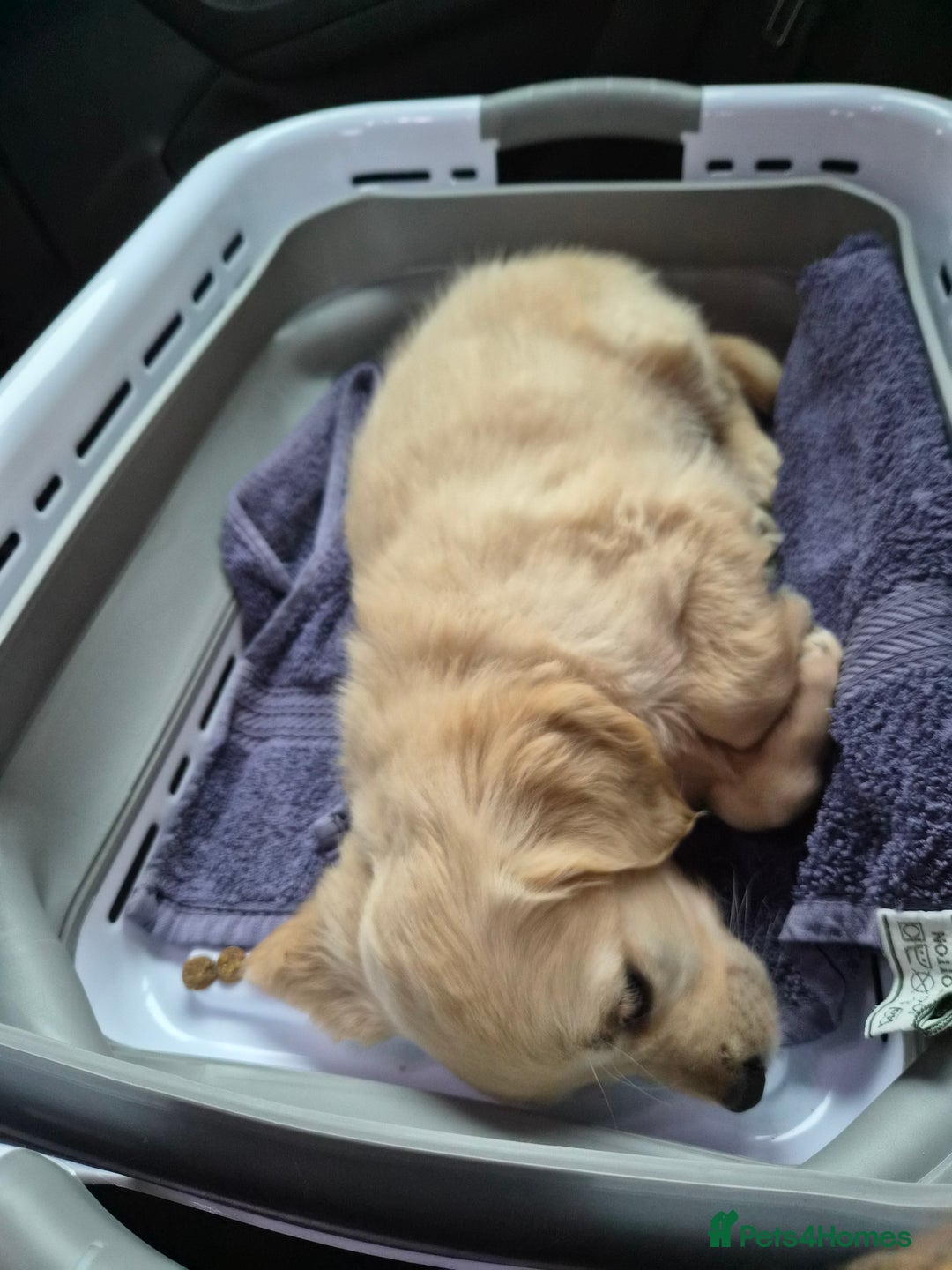 Golden Retriever dogs for sale: Golden retriever - Image 3