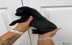 Mixed Breed dogs for sale: 4 week old puppies - Image 14