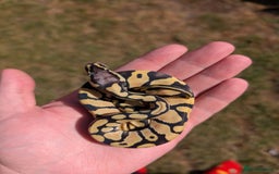 Python Snake reptiles for sale: Pastel Desert Ghost in Sheffield - Image 3