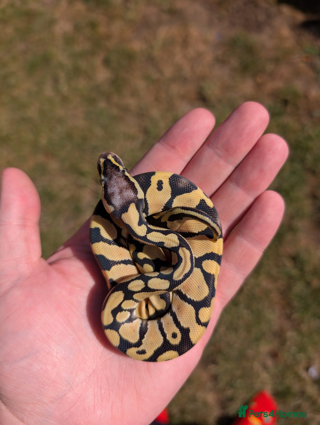 Python Snake reptiles for sale: Pastel Desert Ghost in Sheffield - Image 3