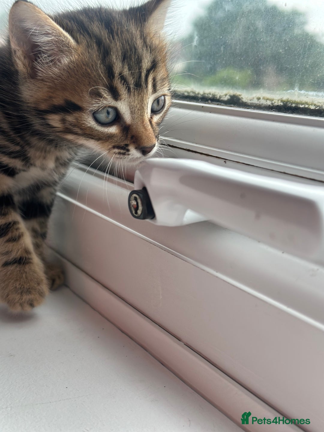 Mixed Breed cats for sale: Selling 3 beautiful kittens which are 7 weeks old  - Image 3