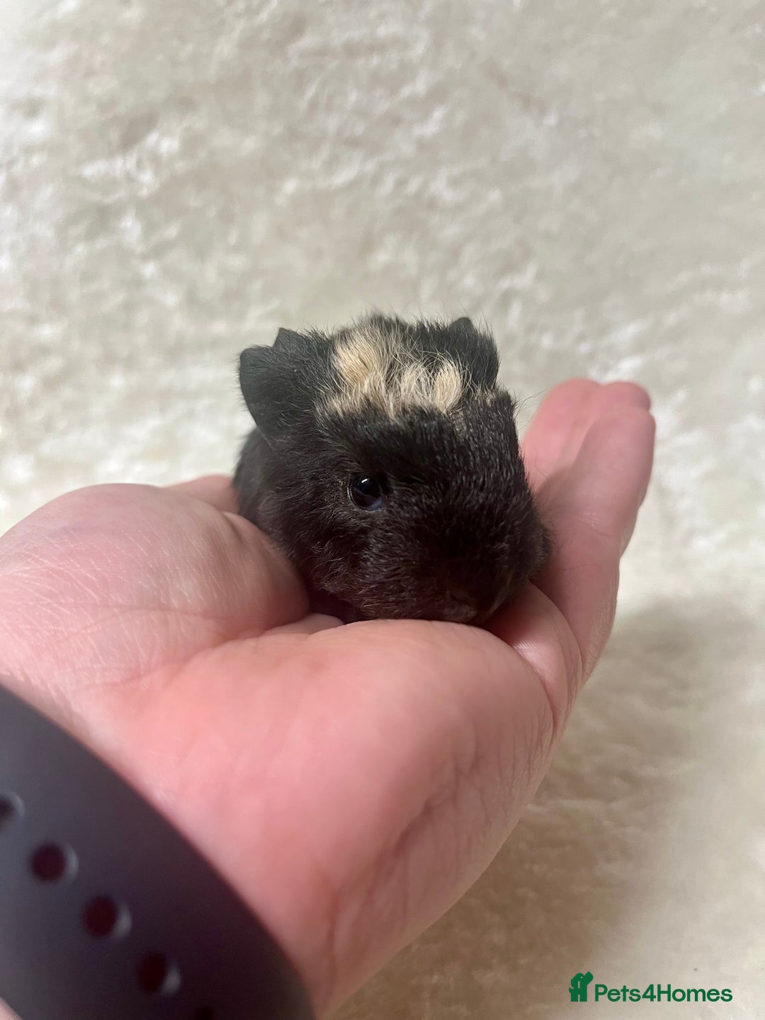 Guinea Pig rodents for sale: Beautiful well handled guinea pig babies - Advert 10