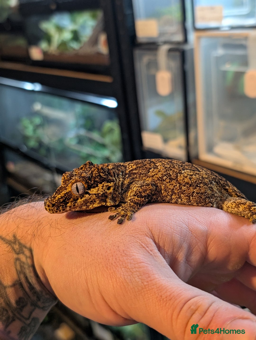 Gecko reptiles for sale: Male Reticulated Gargoyle  - Advert 3