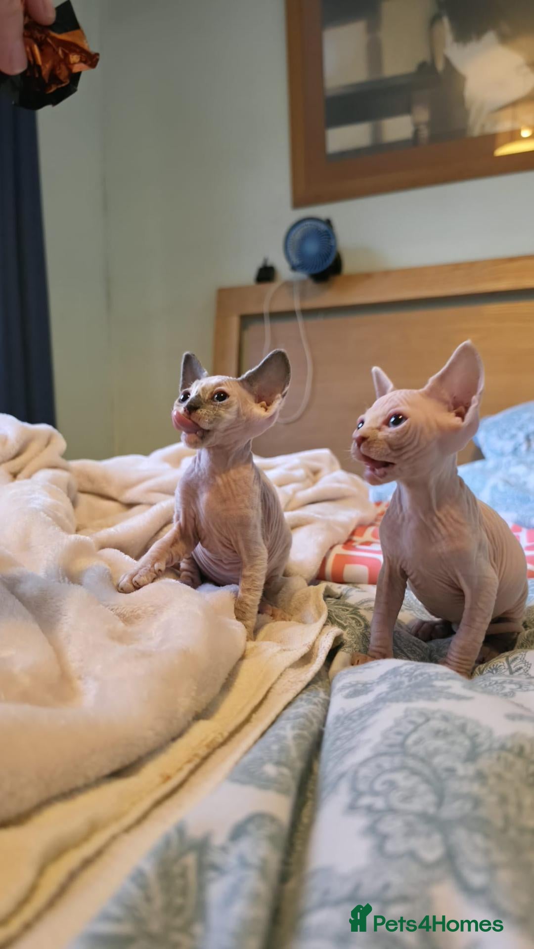 Sphynx cats for sale: Sphynx kittens - Advert 15