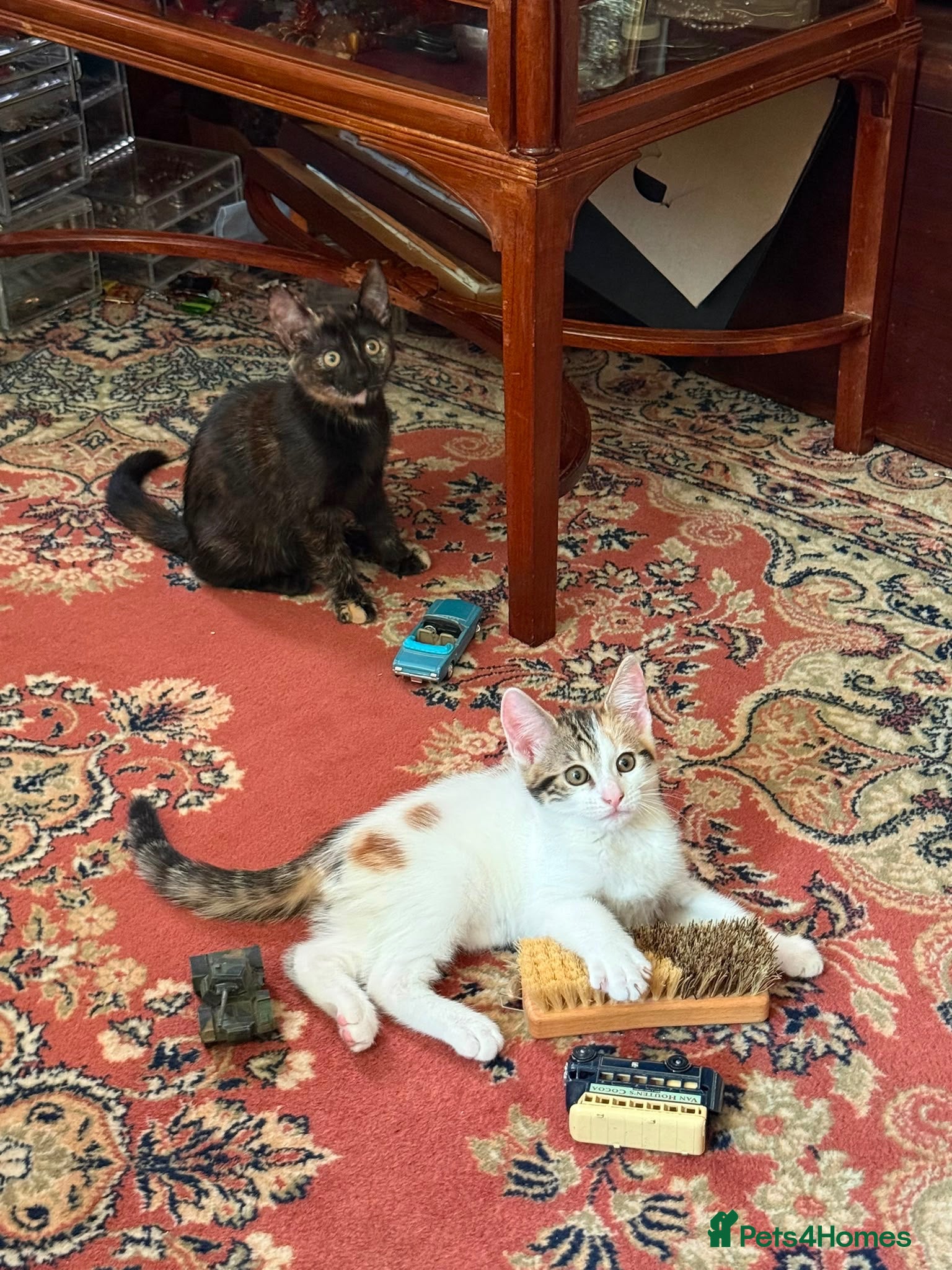 Mixed Breed cats 4 Beautiful Kittens - Advert 17