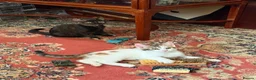 Mixed Breed cats for sale: 4 Beautiful Kittens in Erith - Advert 1