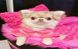 Chihuahua dogs for sale: Long haired chihuahua girl  - Advert 5