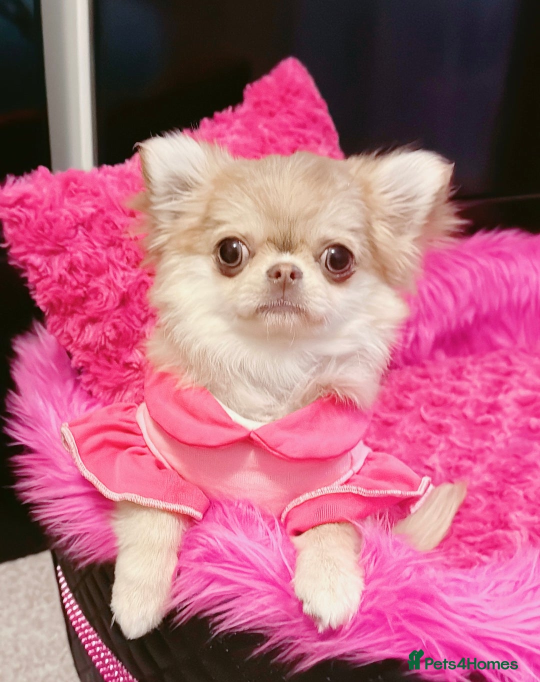 Chihuahua dogs for sale: Long haired chihuahua girl  - Advert 5