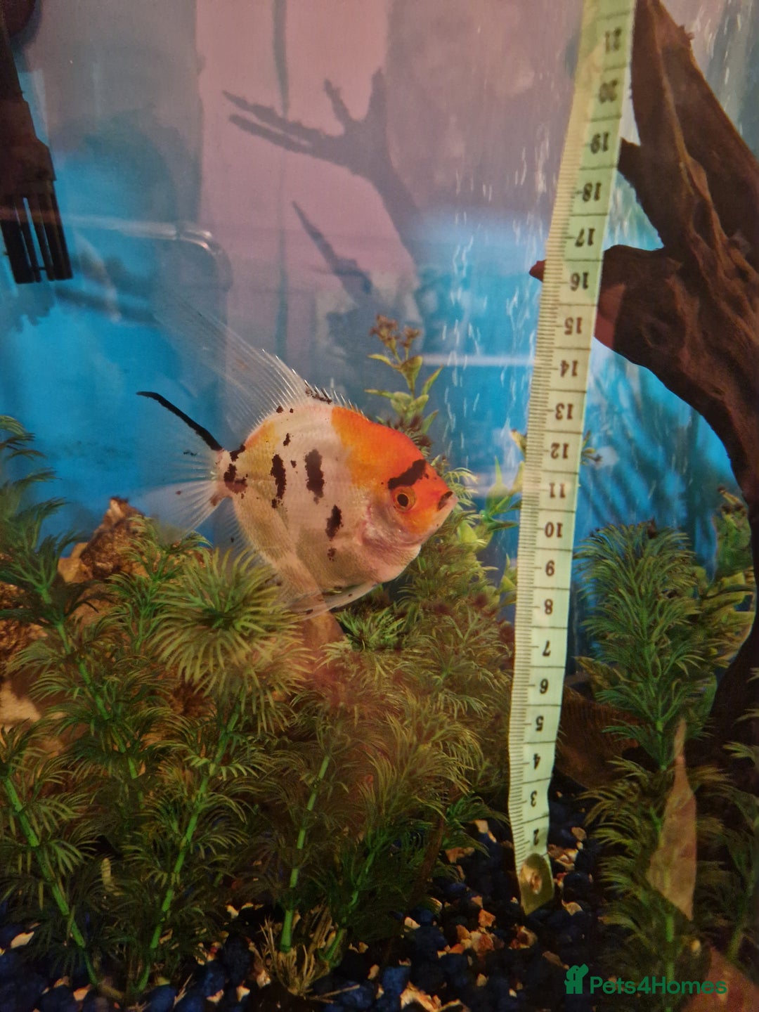 Angelfish fish for sale: Breeding pair of Koi Angelfish  - Advert 4