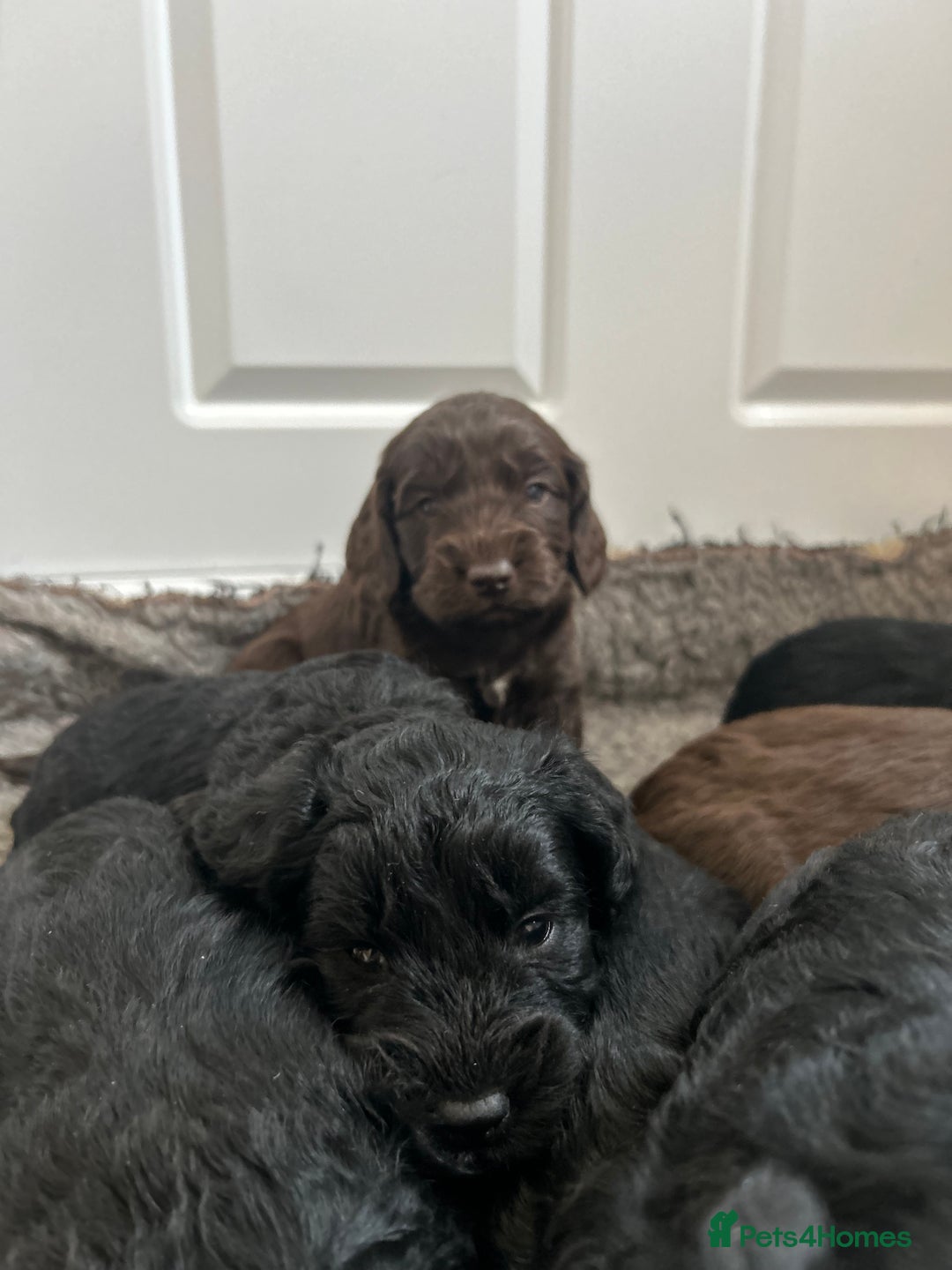 Cockapoo dogs for sale: Cockapoo  puppy’s boys and girls  - Advert 8