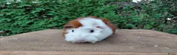 Guinea Pig rodents for sale: Baby boar guinea-pigs - Advert 6