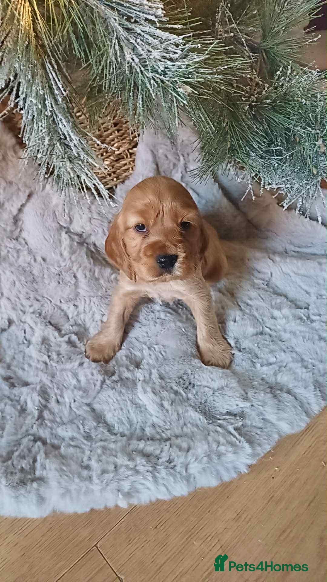 Cocker Spaniel dogs for sale: Gorgeous golden cocker spaniel puppies ready now✨️ - Advert 5