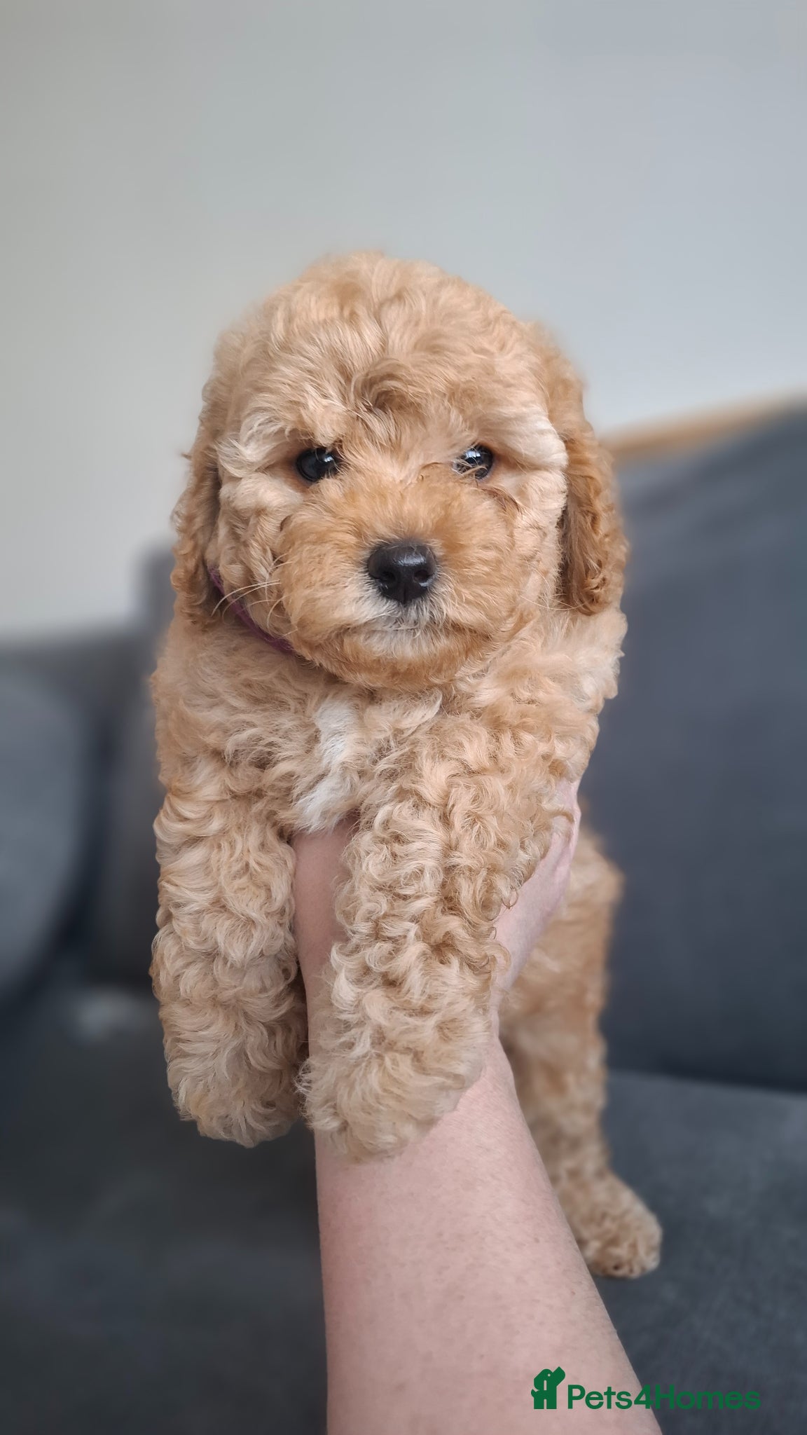 Maltipoo dogs Gorgeous maltipoo for sale - Advert 1