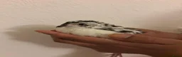 Quail poultry for sale: 6 Japanese Coturnix Quail x6 (2 Males & 4 Females) - Advert 9