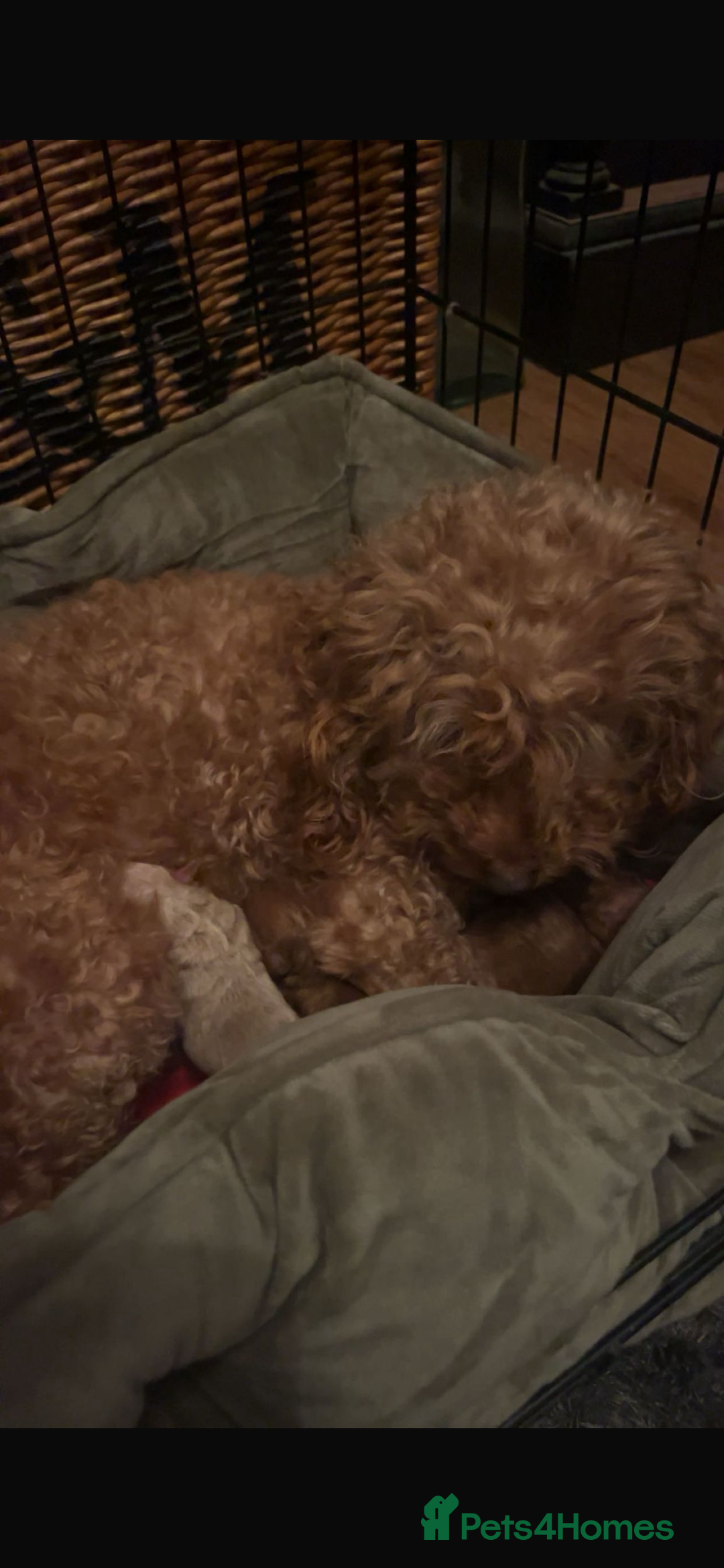 Cockapoo dogs for sale: Toy cockerpoo pups  - Image 4