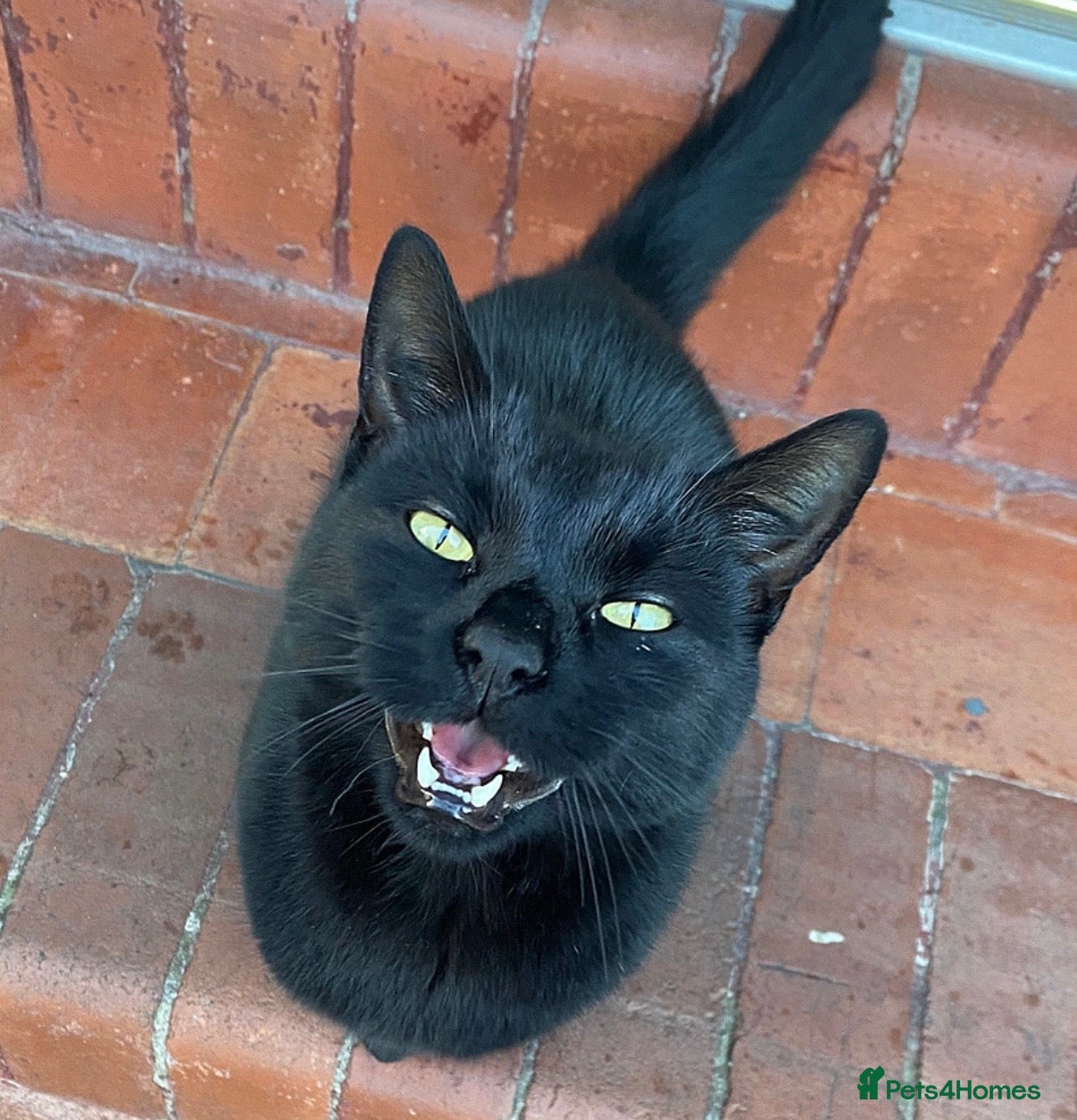 Domestic Shorthair cats Louie  - Advert 2