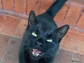 Domestic Shorthair cats Louie - Advert 1