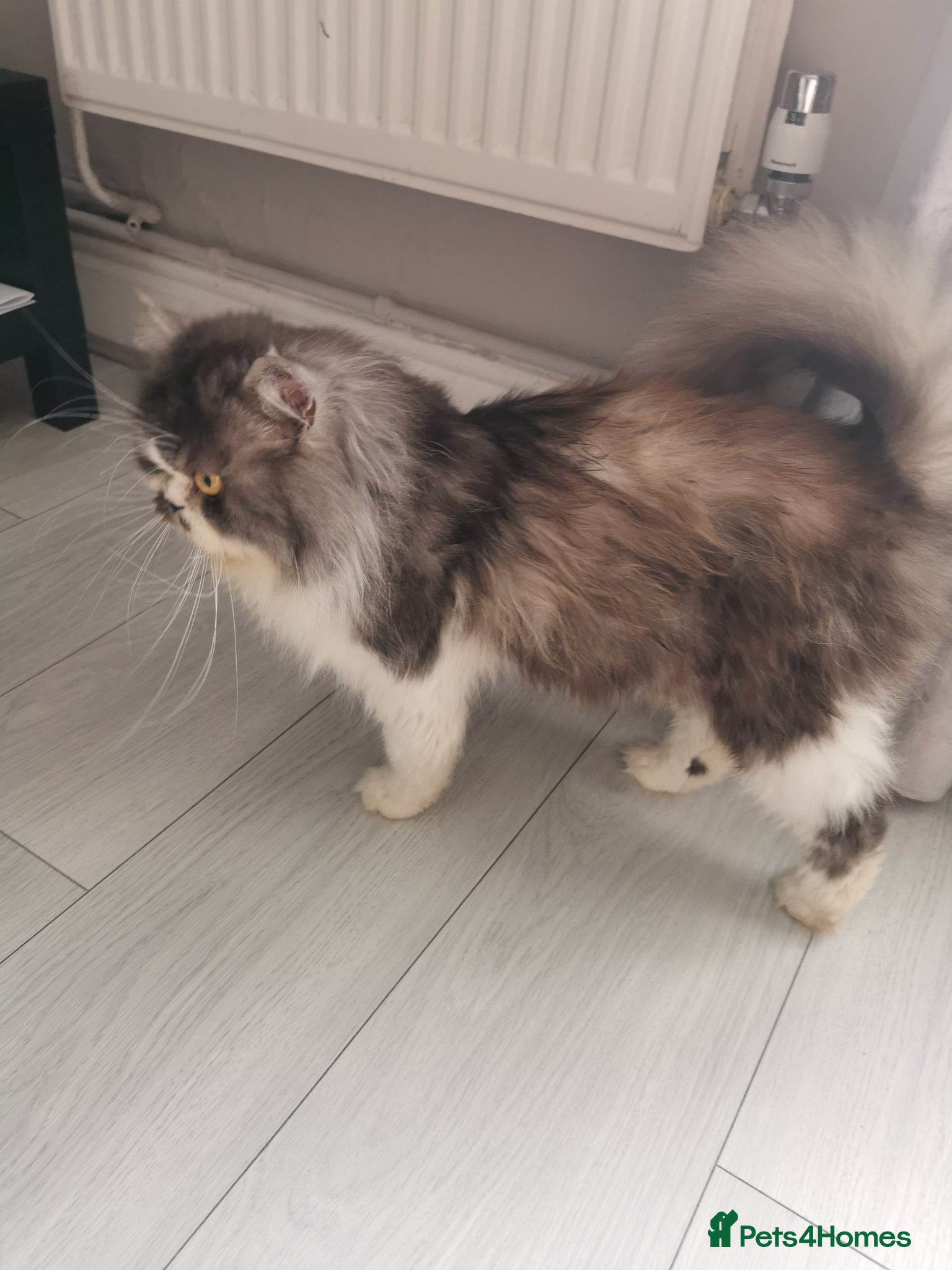 Persian cats Lovely persian cat for sale  - Advert 2