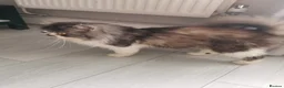 Persian cats for sale: Lovely persian cat for sale  - Advert 1