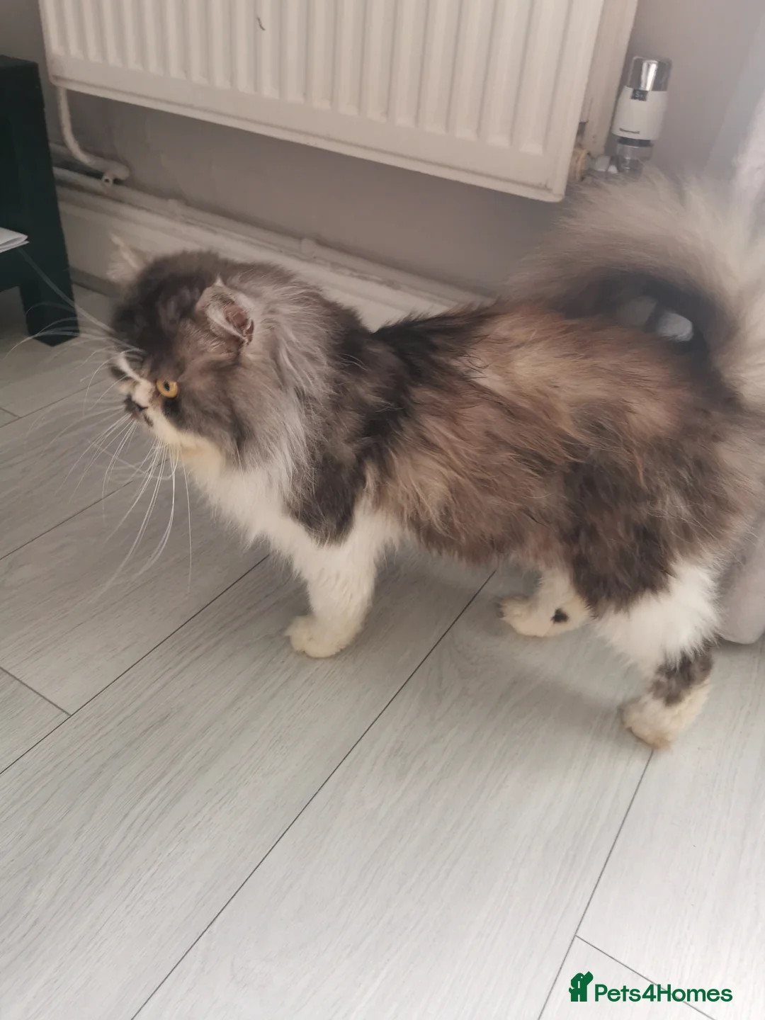 Persian cats for sale: Lovely persian cat for sale  - Advert 1