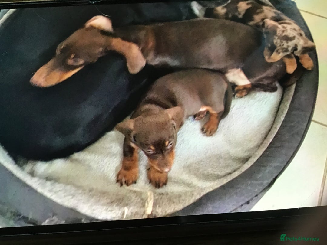 Dachshund dogs for sale: Miniature Dachshund (smooth Haired) - Image 10