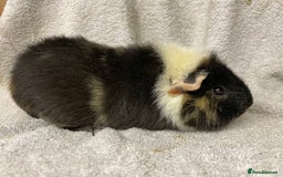 Guinea Pig rodents for sale: Various male teddy Guineapigs for sale  - Advert 9