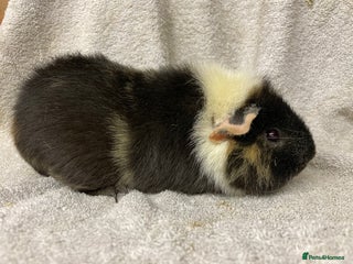 Guinea Pig rodents male teddy Guineapig for sale - Advert 14