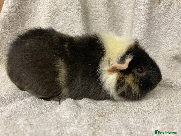 Guinea Pig rodents male teddy Guineapig for sale - Advert 16