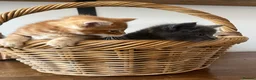 Mixed Breed cats for sale: 4Maine Coon Cross Male Kittens Need Loving Homes . - Advert 6