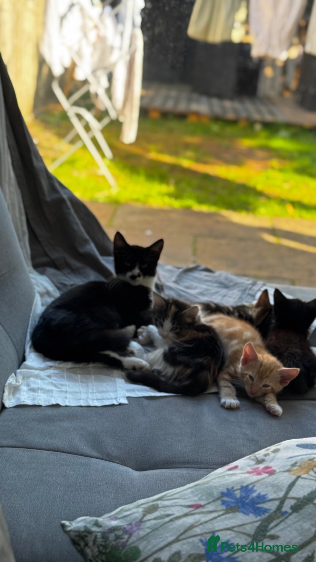 American Shorthair cats for sale: Playful Kittens Looking for Forever Homes - Image 4