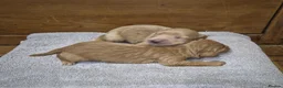 Goldendoodle dogs for sale: F1 Goldendoodle's - Advert 5