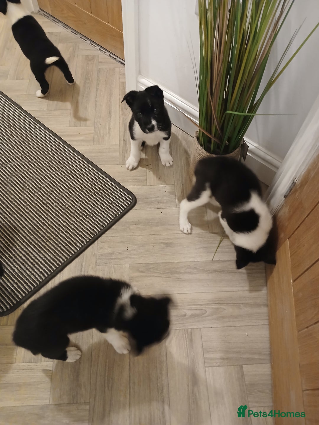 Border Collie dogs for sale: Border collie poppies  - Advert 8