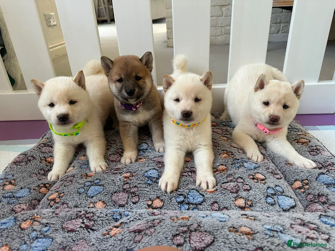 Japanese Shiba Inu dogs for sale: Japanese Shiba Inu Puppies - Advert 1