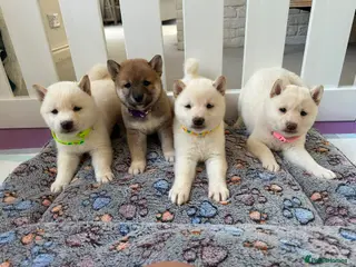 Japanese Shiba Inu dogs Japanese Shiba Inu Puppies - Advert 1
