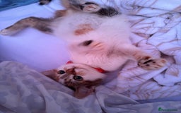 Mixed Breed cats for sale: Kitten for sale - Image 1