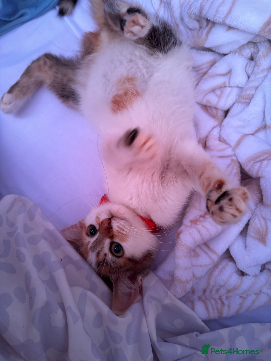 Mixed Breed cats for sale: Kitten for sale - Image 1