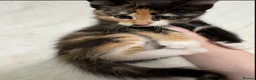 Maine Coon cats for sale: Gorgeous multi coloured half maine coon babies  - Advert 10