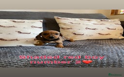Miniature Dachshund dogs for sale: Male miniature dachshund puppies need homes❤️🐾 - Image 9