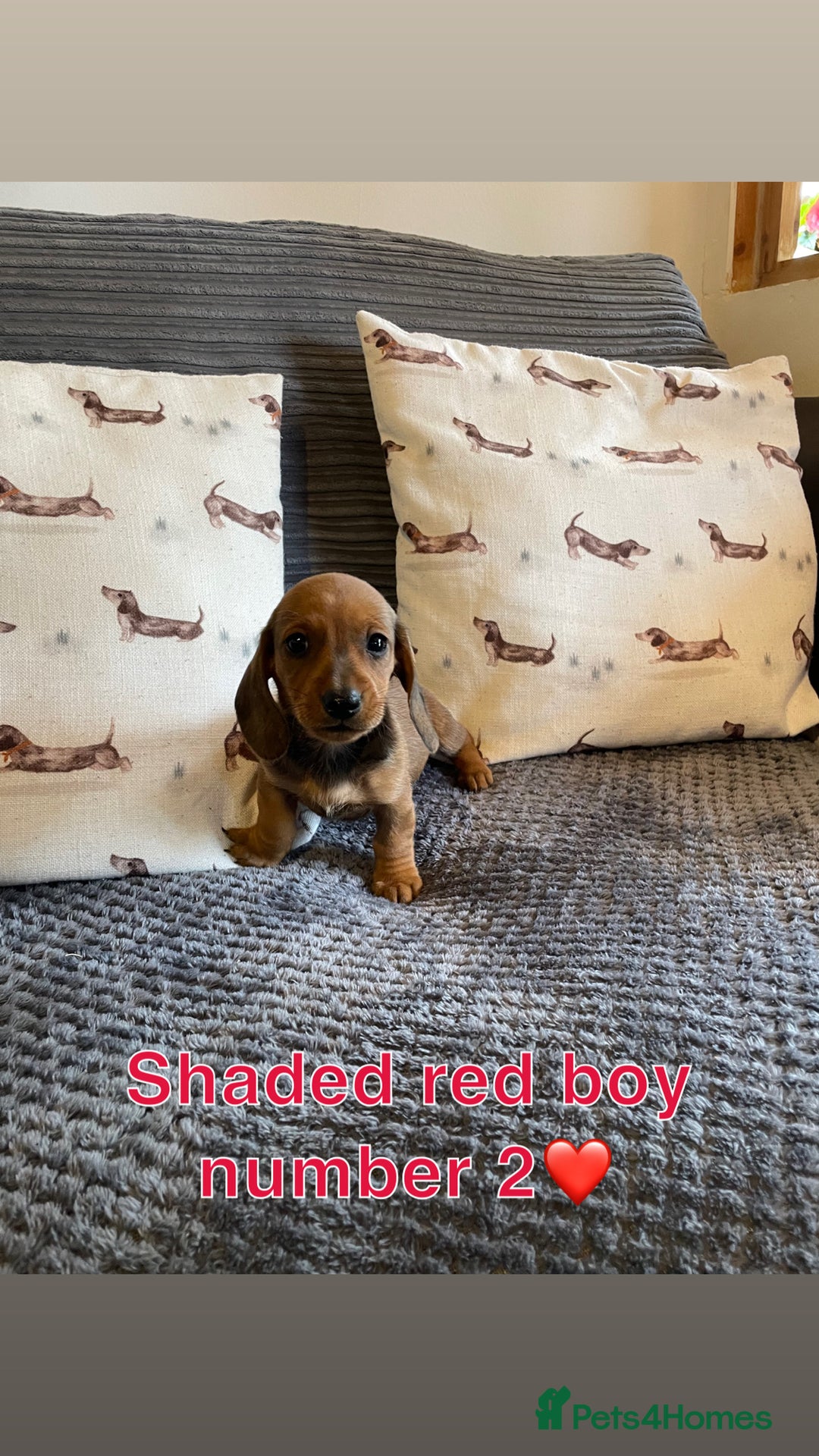 Miniature Dachshund dogs for sale: Male miniature dachshund puppies need homes❤️🐾 - Image 9