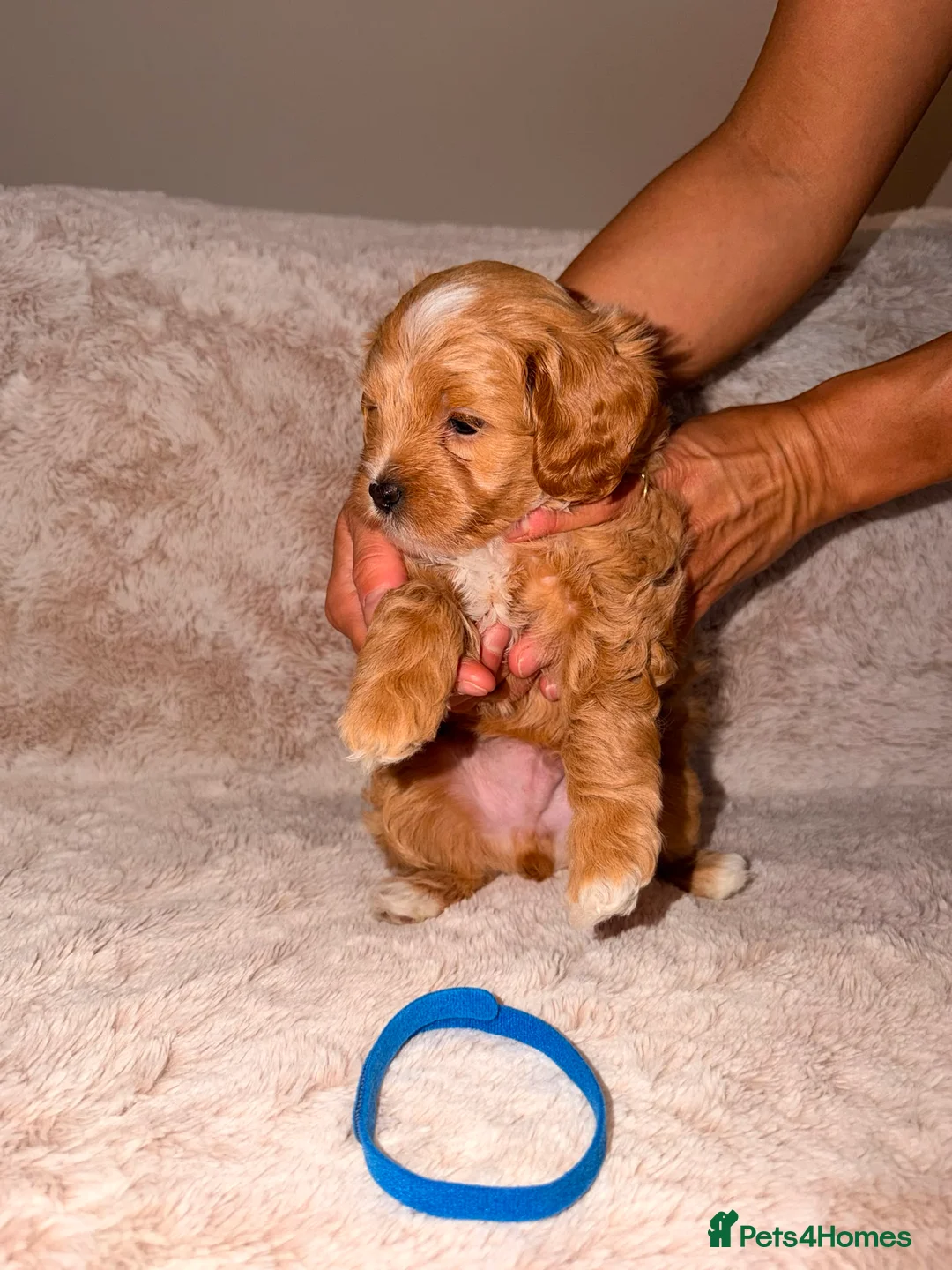 Maltipoo dogs for sale: Maltipoo Male Puppies in Glasgow - Advert 2