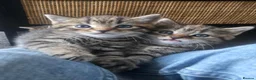 Domestic Shorthair cats for sale: 3 kittens looking for loving homes  in Bideford - Advert 6