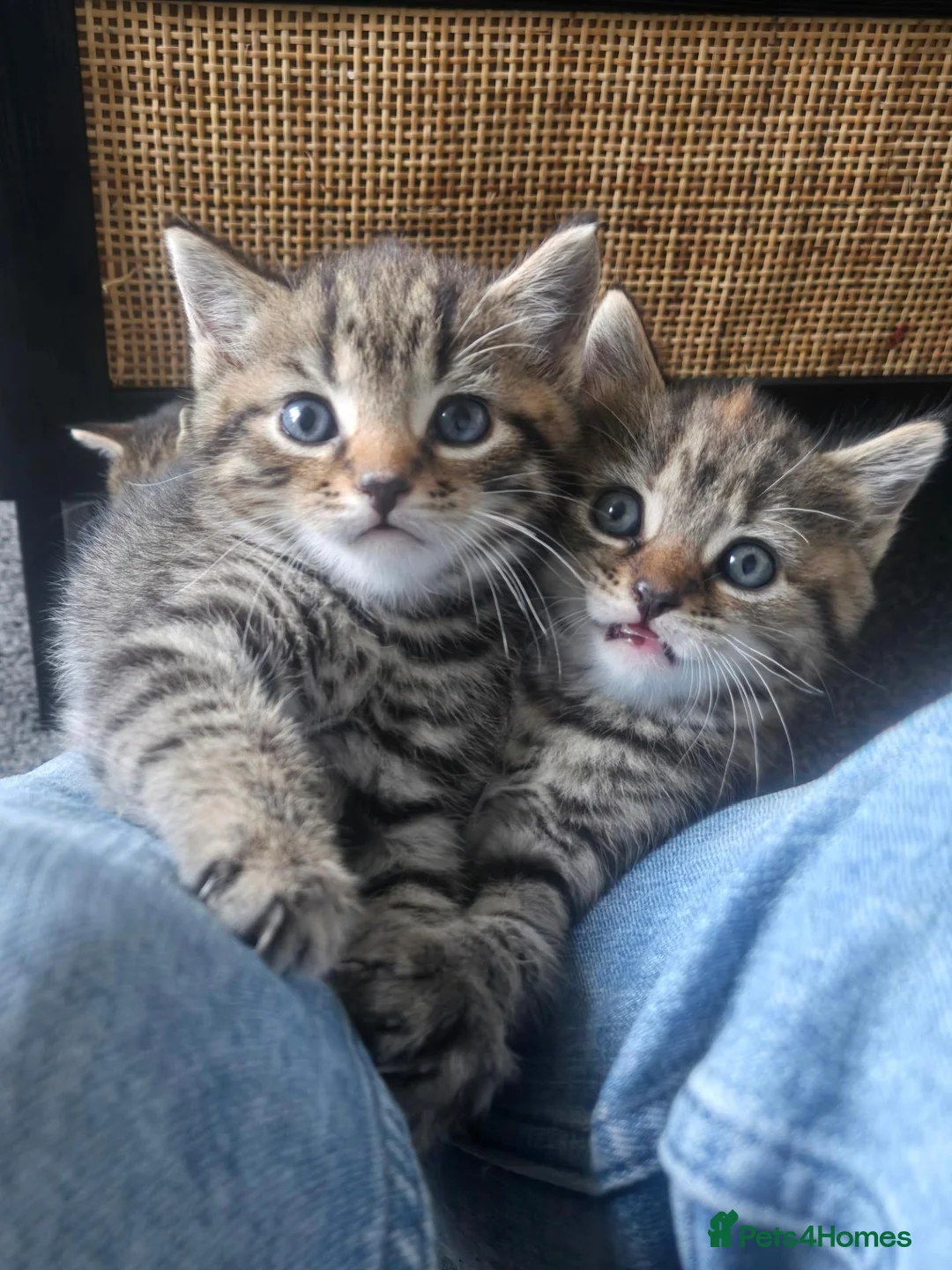 Domestic Shorthair cats for sale: 3 kittens looking for loving homes  in Bideford - Advert 6