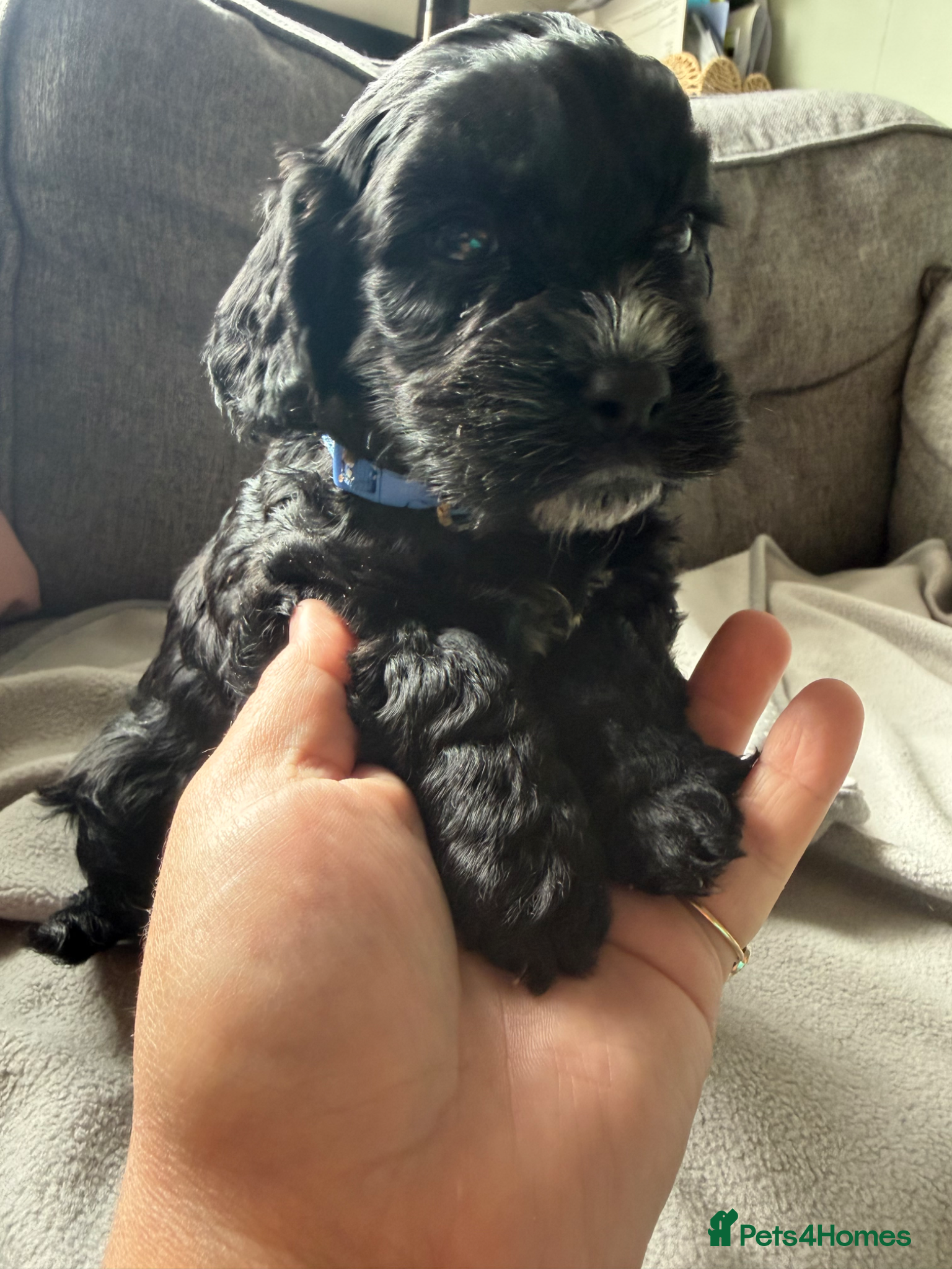 Cockapoo dogs for sale: Beautiful cockapoos - Advert 15