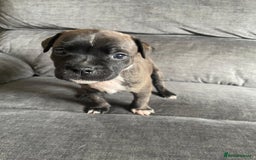 Staffordshire Bull Terrier dogs for sale: Beautiful staff pups for sale - Image 3