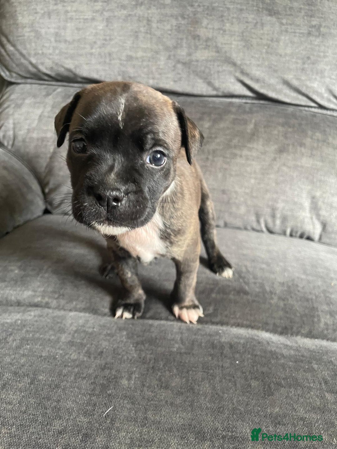 Staffordshire Bull Terrier dogs for sale: Beautiful staff pups for sale - Image 3