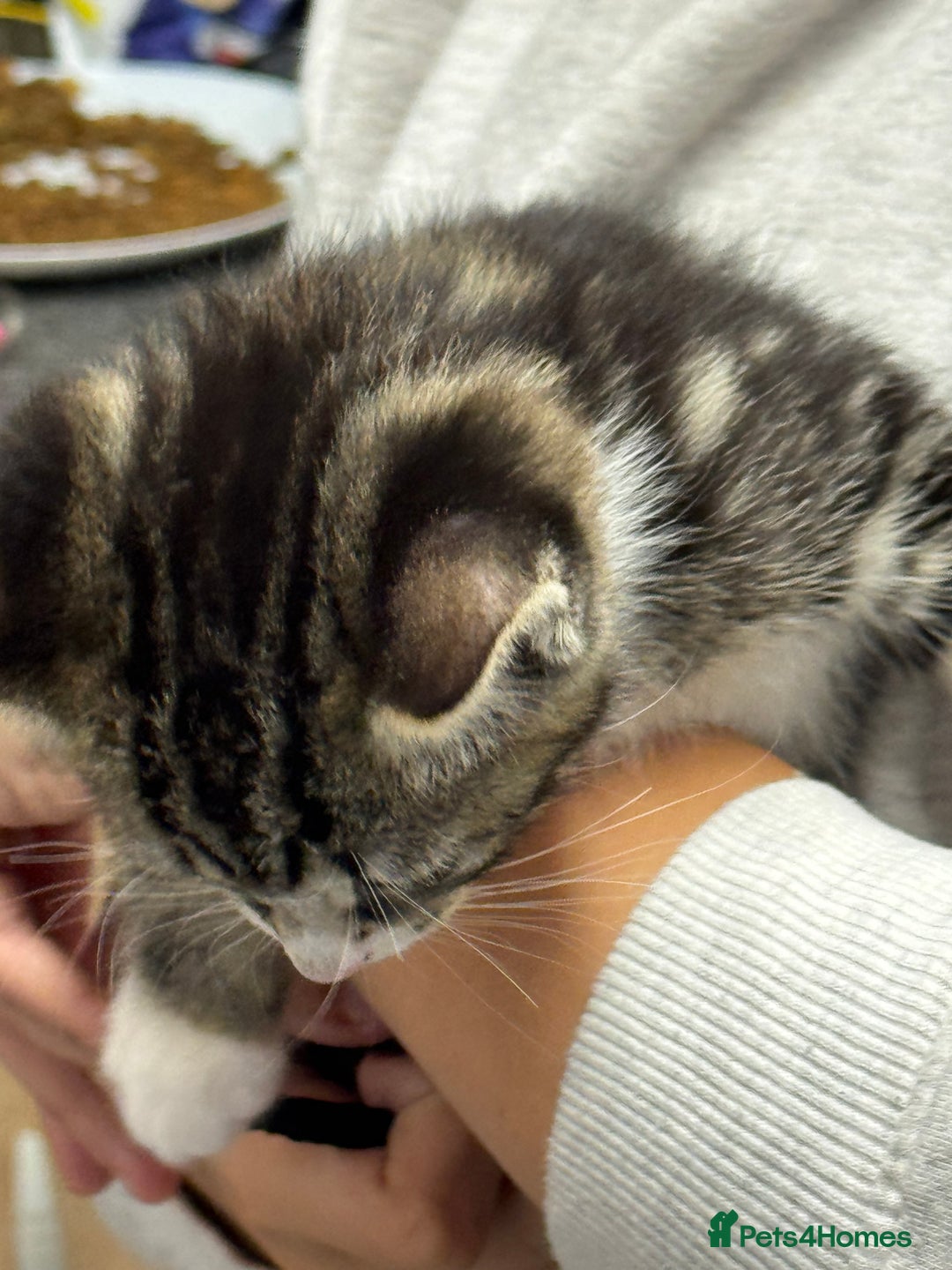 Mixed Breed cats for sale: Part Maine coon kitten  - Image 5