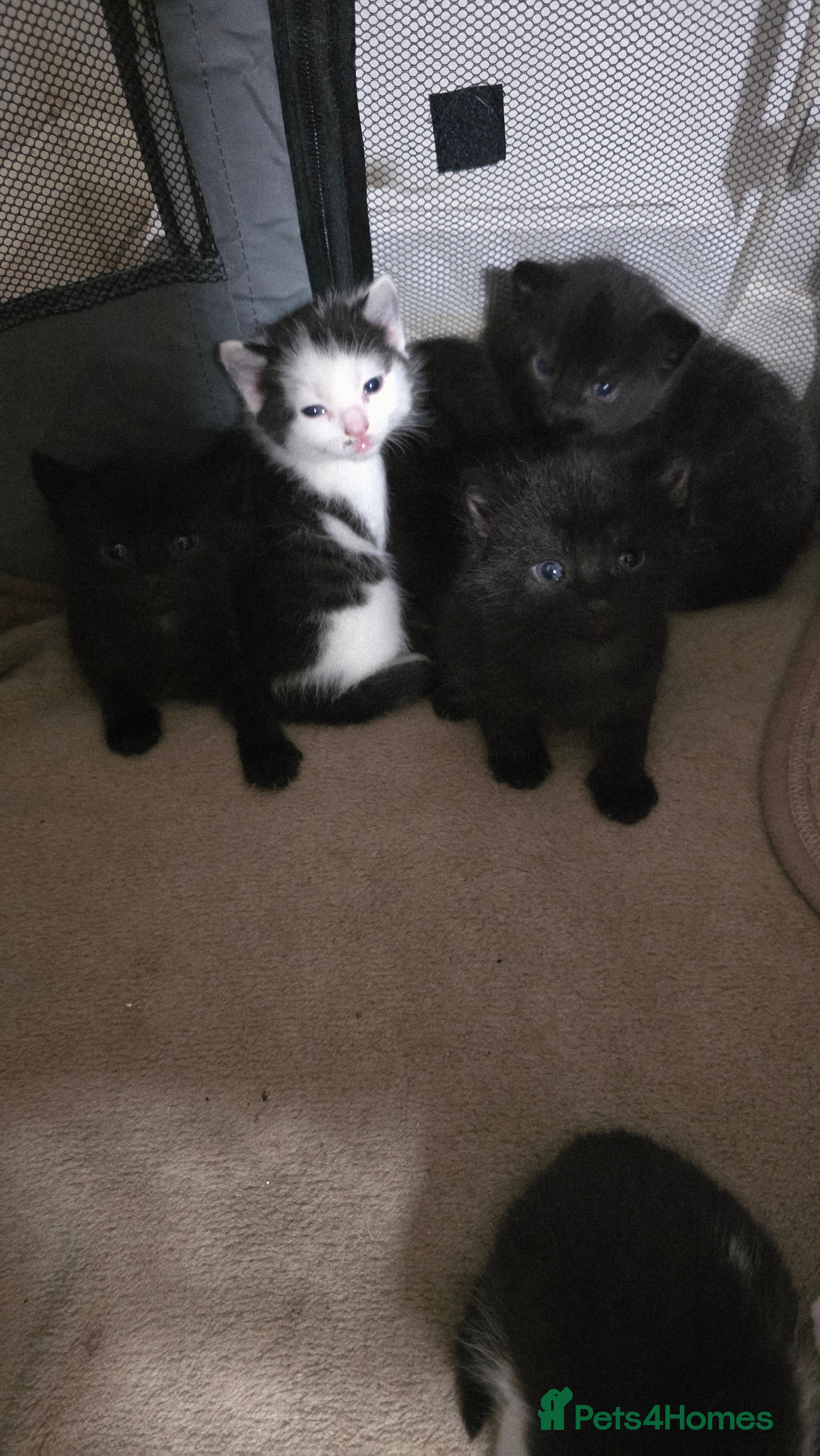 British Shorthair cats Beautiful kitten - Advert 1